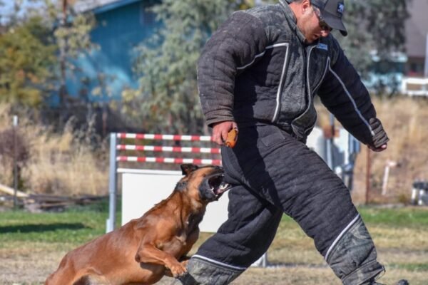 Socialize a Rottweiler Puppy